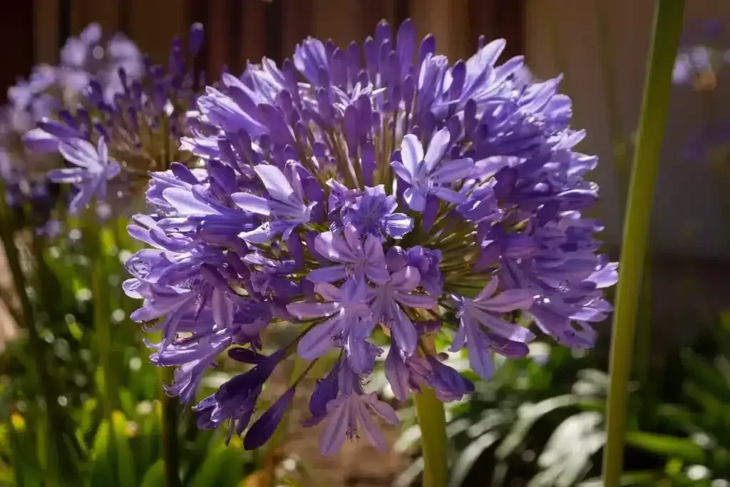 Hoe je de perfecte agapanthus voor je tuin kiest en verzorgt