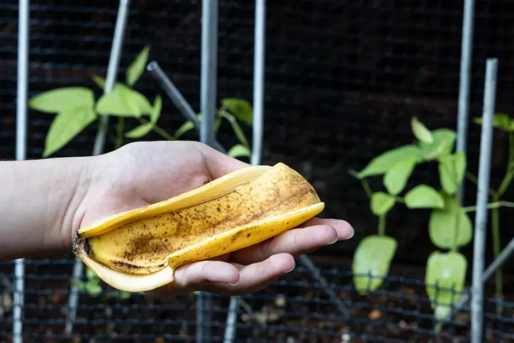 Bananenschillen: een gouden kans voor je tuin