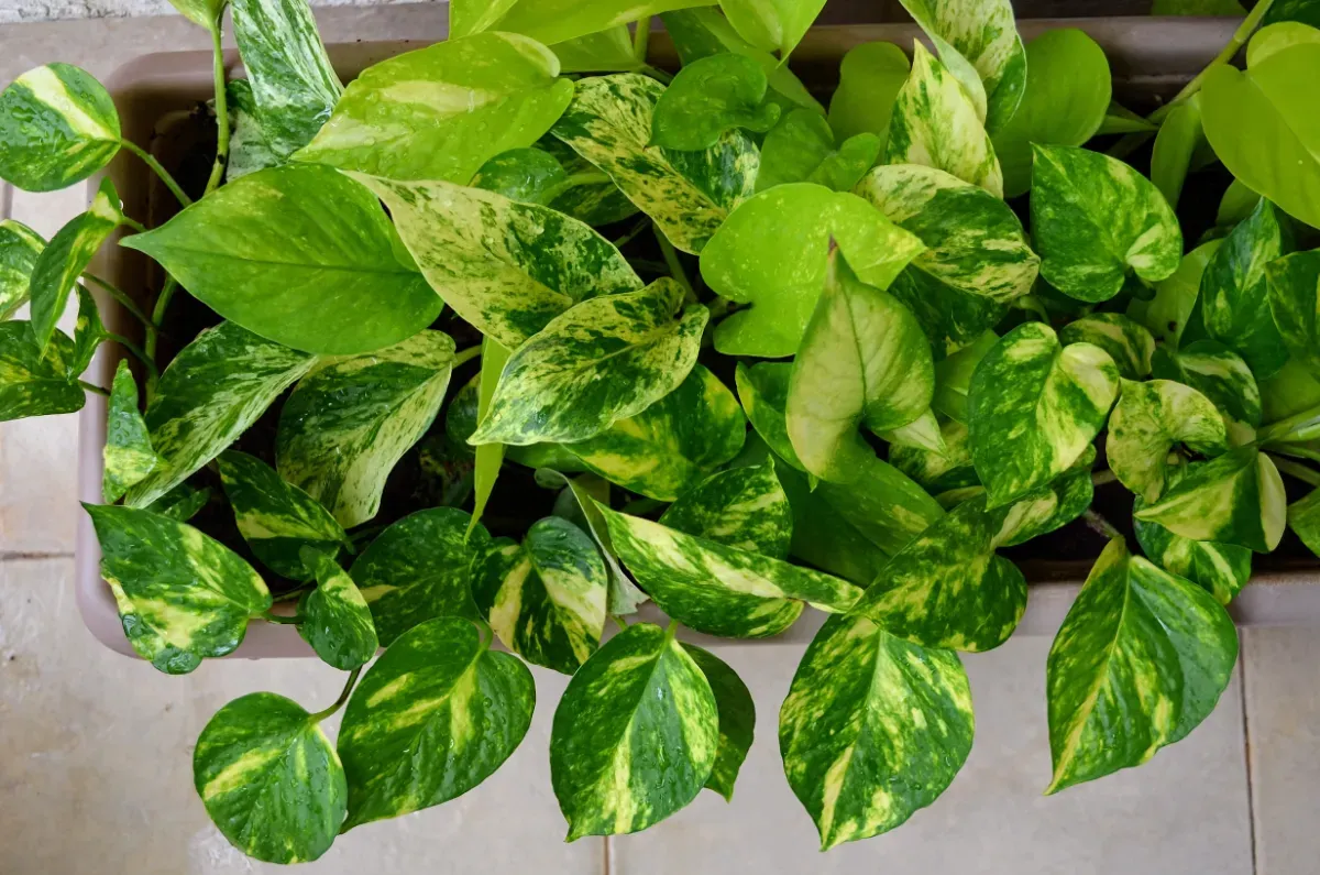 Kamerklimplanten: een natuurlijke aanvulling voor je huis