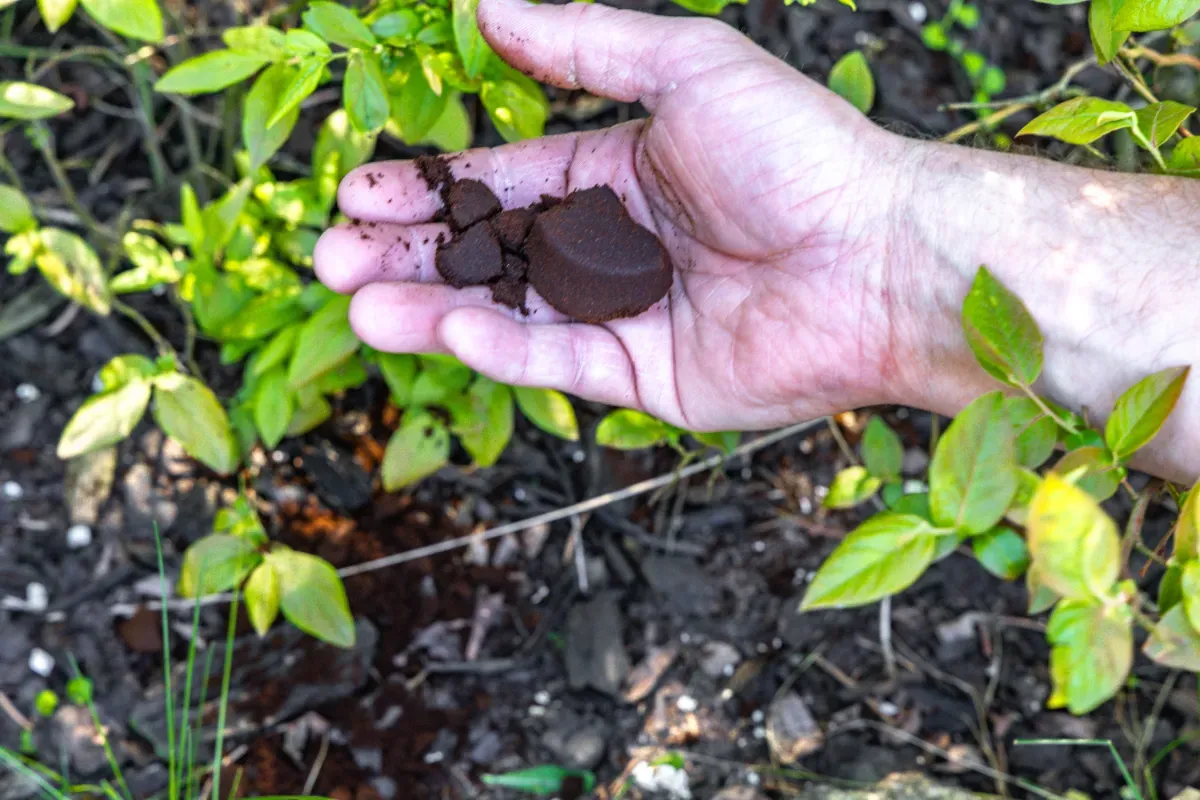 Koffiedik: Het gouden geheim voor een groene tuin