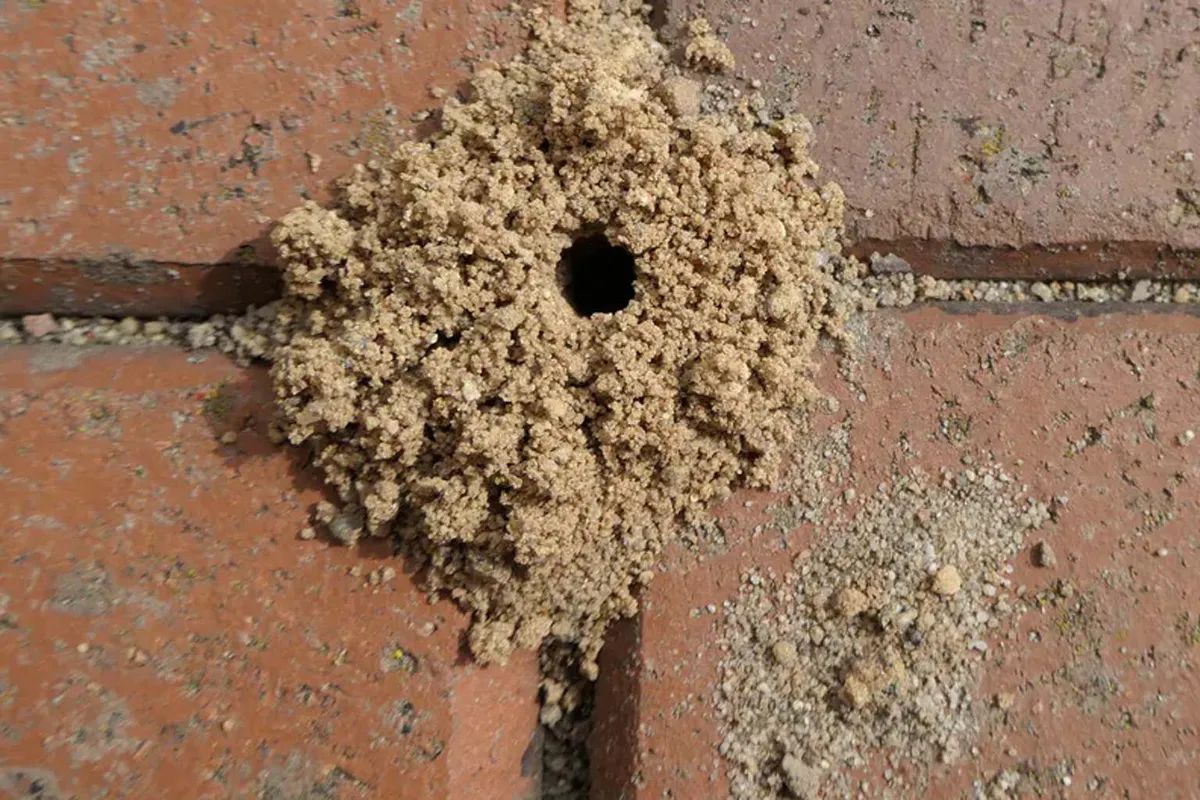 Natuurlijk mieren bestrijden: handige tips voor een duurzaam huis