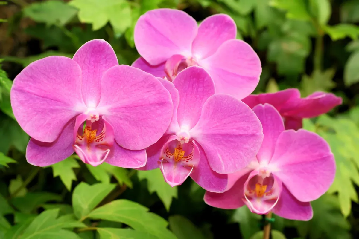 De geheimen van orchideeën verzorgen: Een gids voor mooie bloemen