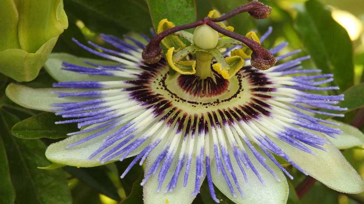 Passiflora: de natuurlijke oplossing voor privacy en rust in je tuin