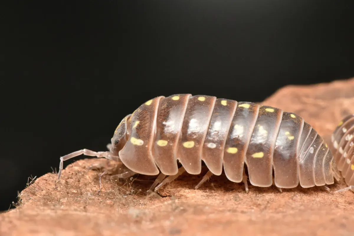 De onmisbare rol van pissebedden in onze tuinen