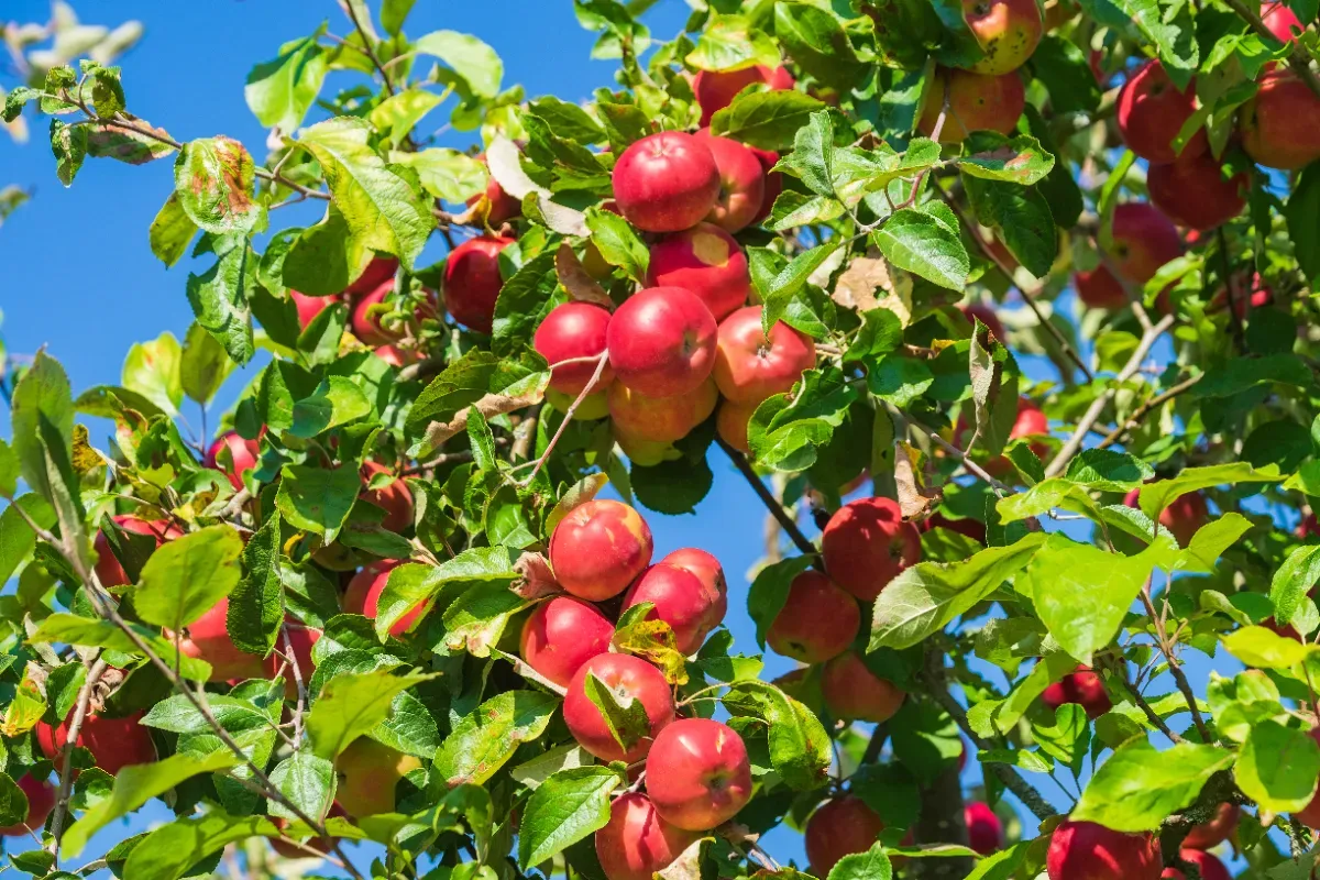 De kunst en wetenschap van tuinieren: Gezonde boomgaarden voor een betere toekomst