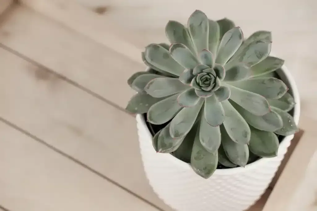 Ontdek de wereld van vetplanten: Echeveria, Crassula, Haworthia, Aloe vera en Sansevieria